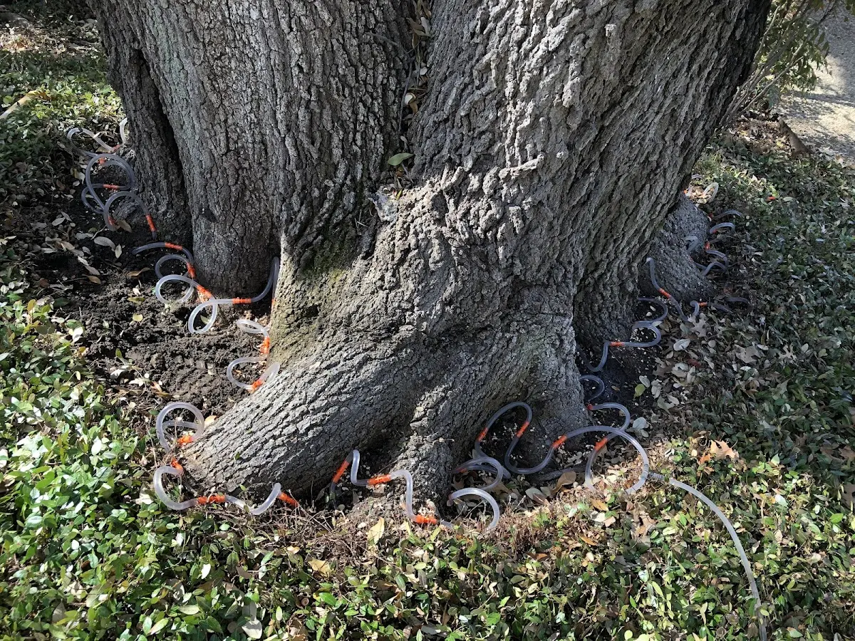Detailed Tree Cabling and Bracing job site in Elizabethton