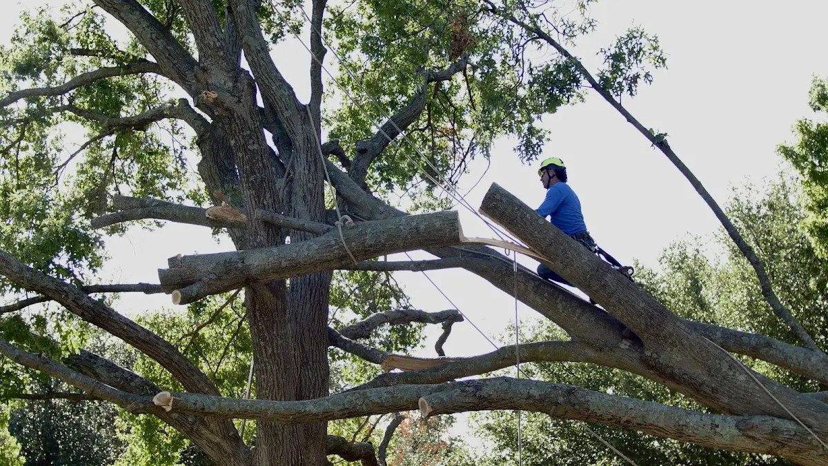 Professional Hazardous Tree Removal performed by certified arborists in Elizabethton